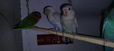 Love bird for sale 0