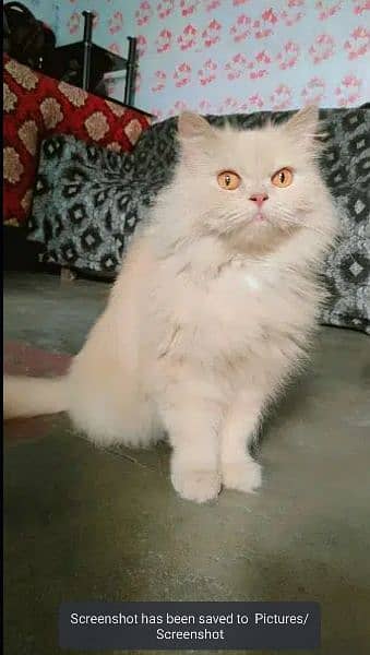 female cat for sale 1