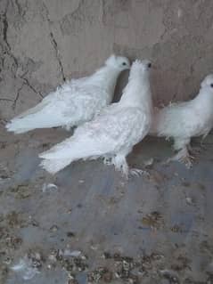 frillback pegeons