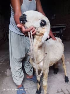 sheep jory wali 03124143155