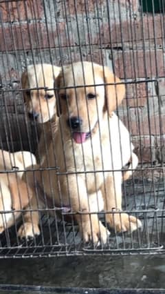 labrador puppies 2month old (0321-47-47-67-1)