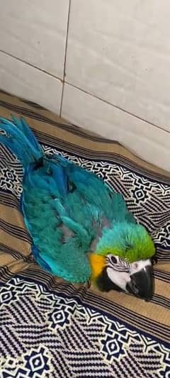 Bule Gold Macaw Chick Available For Sale.