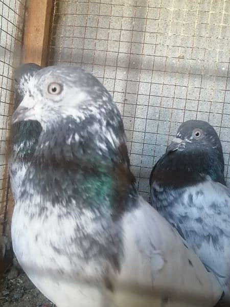 beauty full fancy Pigeon fs 4