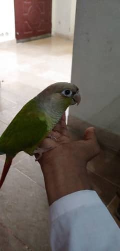 Green chick painapple conure