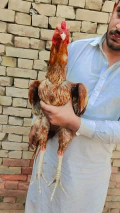 Pure Mianwali Pila Male Available