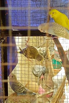 Australian parrots for sale 0