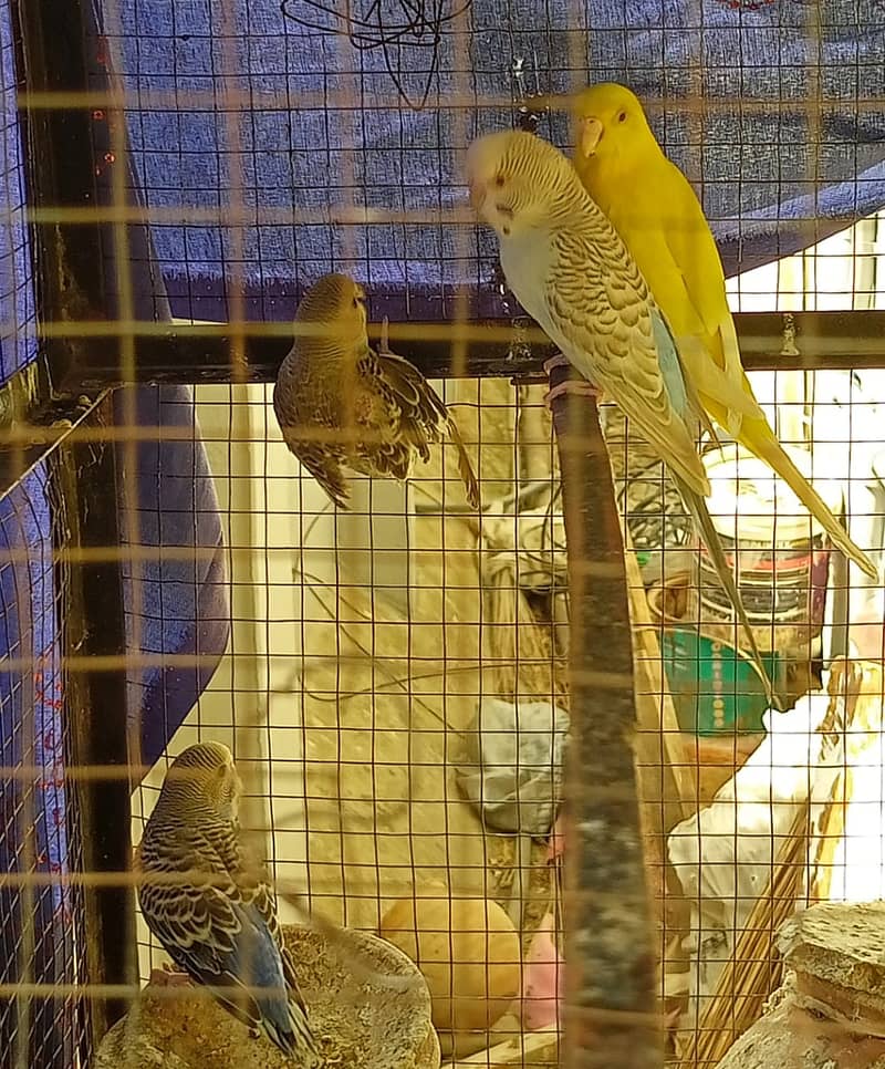 Australian parrots for sale 1