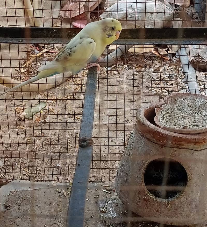 Australian parrots for sale 2