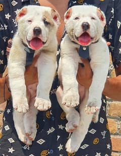 king alabai show quality havey bone structure pair ful security dogs