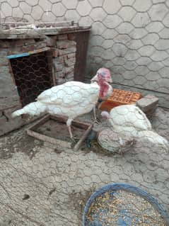 Paper White Turkey breeder 1 male 2 female for sell