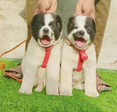 alabai security dog 2 month pair for sale