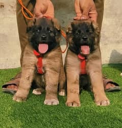 Kurdish Kangal security dog 2 month pair for sale heavy bone