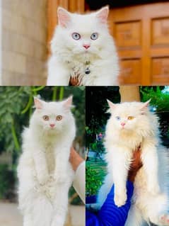 Persian cat and kittens