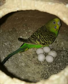 breeder australian parrots with eggs (complete colony )