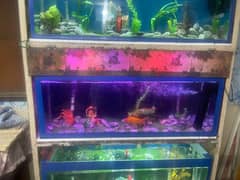 fish aquarium for sale