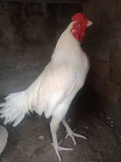 white nok nali Heera just male for sale