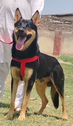 Alshesion Bhagyary Male 10 month sequrty train for sale