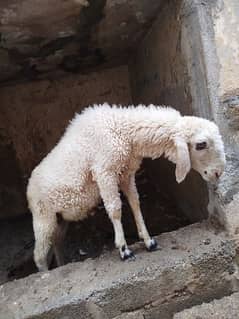 Baby Sheep Dumba 3 months ka h 0