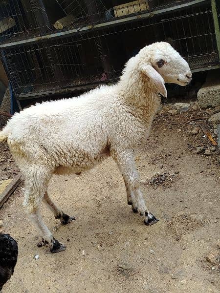 Baby Sheep Dumba 3 months ka h 1