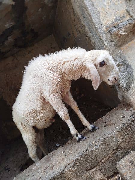 Baby Sheep Dumba 3 months ka h 3