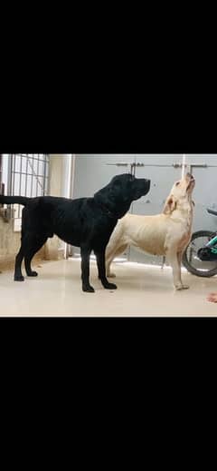 best quality  pedigree Labrador pair for sale in reasonable price