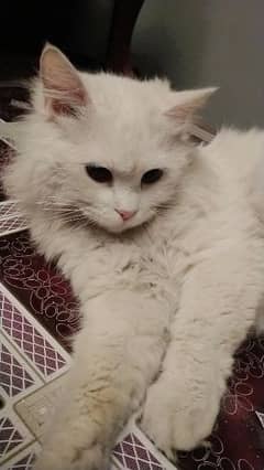 odd eyes beautiful persian cal for sale