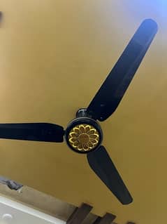 ceiling fans