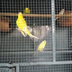 parrot+ Cages