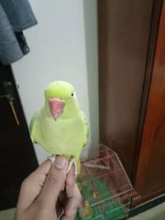 Ringneck Female hand tamed