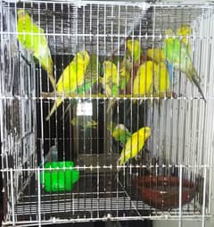 Parrots