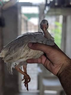 polish,buff, guinea fowl (teetri) chicks