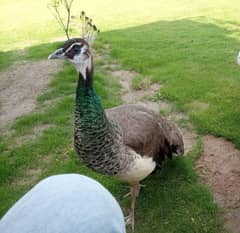 peacock female