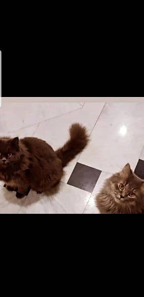 Persian triple coat cat for sale 0