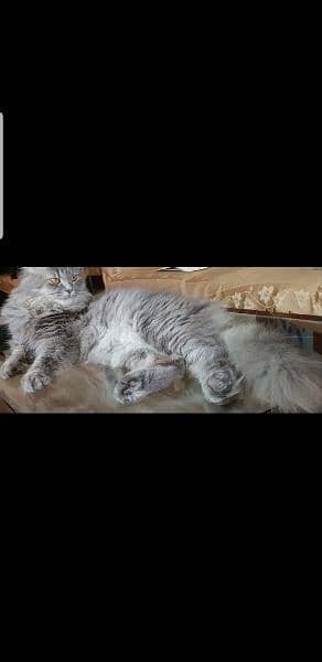 Persian triple coat cat for sale 1