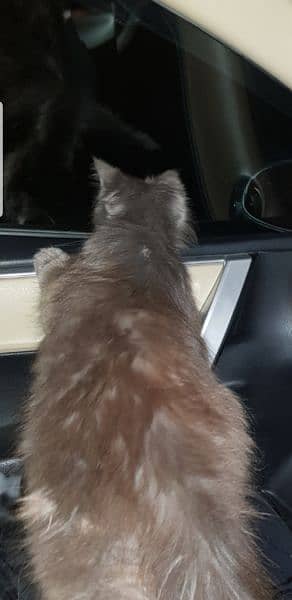 Persian triple coat cat for sale 2