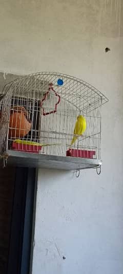 parrot par with cage