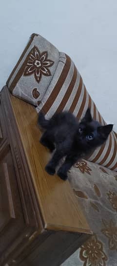 3 Mex Persian cats available hy mayray pass age 2 months hy  price 3k