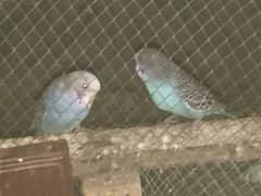 Australian normal parrot calouer blue