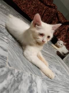 urgent sale white/golden male cats