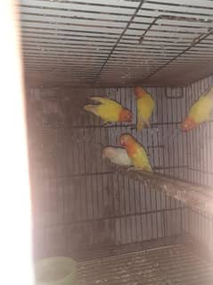 03204567425 Urgent sale All birds are healthy