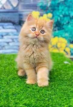 Persian / Kitten / Tripple / Coat / Double / Fluffy / Cute face / sale