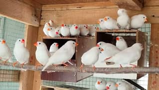 Snow White Finches