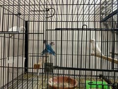 LOVE BIRDS WITH CAGE