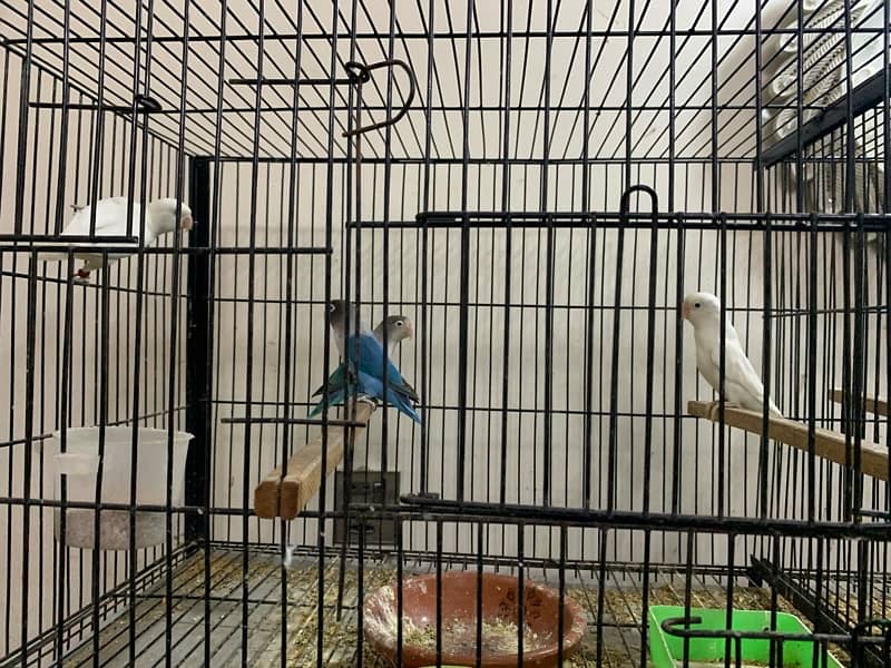 LOVE BIRDS WITH CAGE 0