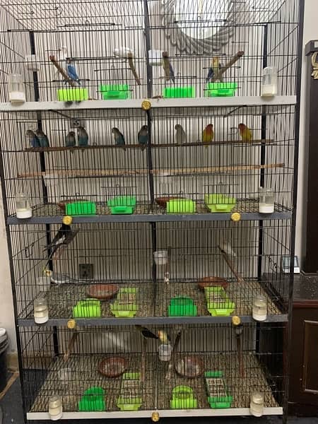 LOVE BIRDS WITH CAGE 2