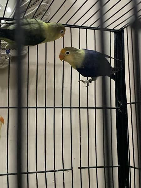 LOVE BIRDS WITH CAGE 3