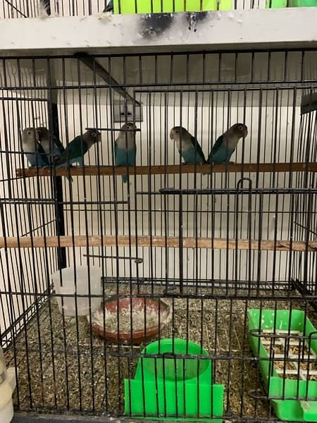 LOVE BIRDS WITH CAGE 4