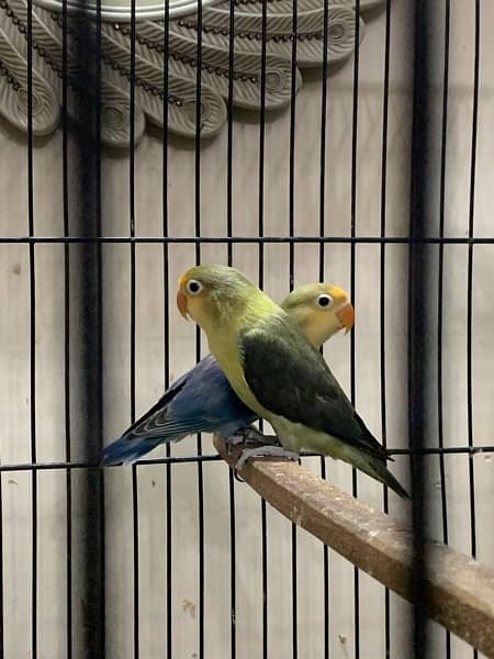 LOVE BIRDS WITH CAGE 6