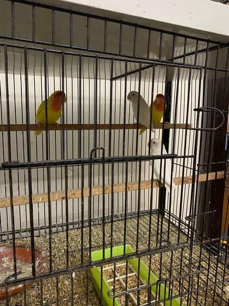 LOVE BIRDS WITH CAGE 8