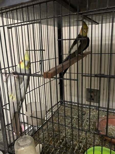 LOVE BIRDS WITH CAGE 9